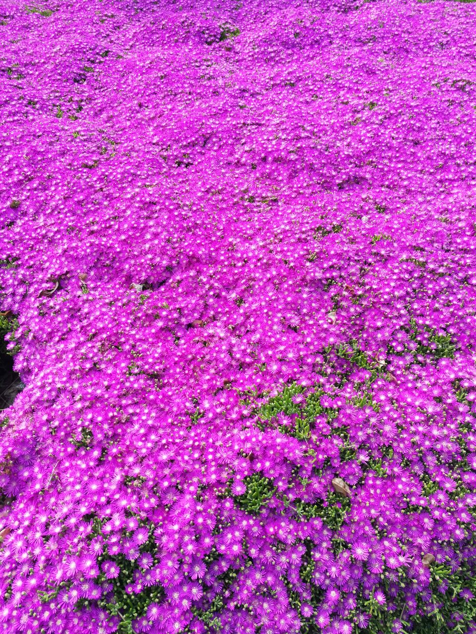 Purple flower patch