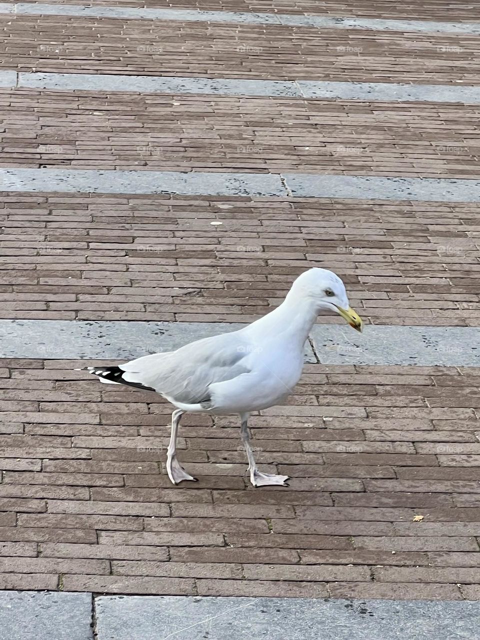 A white seagull stands on a paved brick surface, tilting its head, creating an interesting and funny look.
