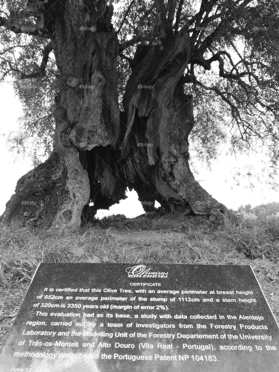 old tree