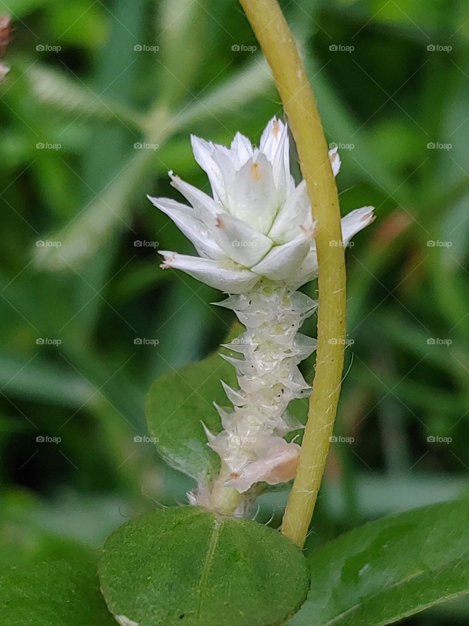 the grass flowers captured