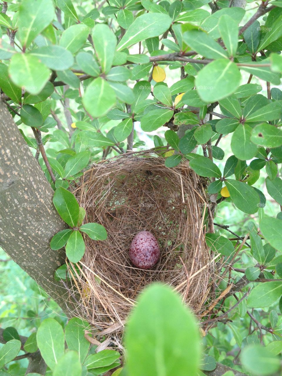 Bird egg in nest on branch tree.