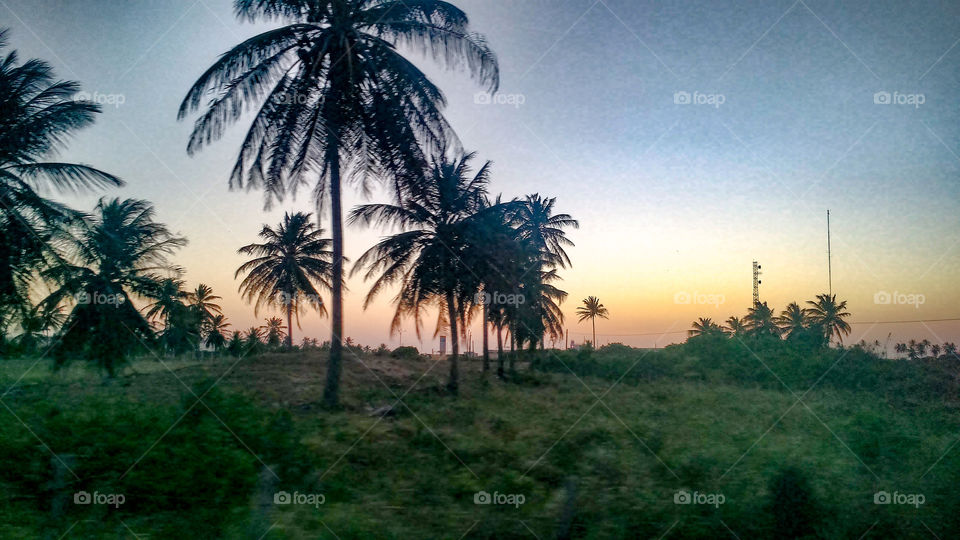 Late afternoon leaving the beach: The contrast of the sky in the coconut trees.