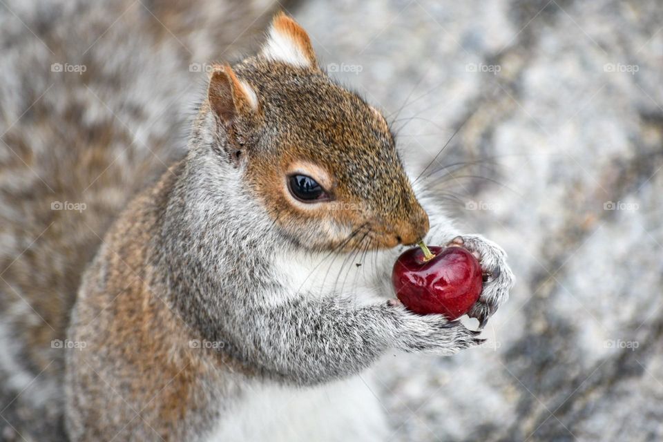 Who wouldn’t be in love with this friendly squirrel? They were so friendly and happy when we gave them some cherries! Love them! 