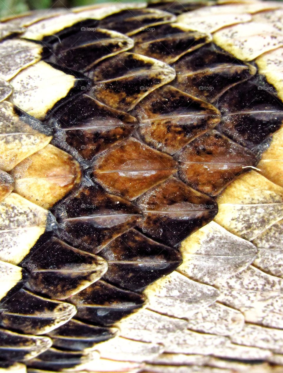 extreme close up skin of rattlesnake pattern