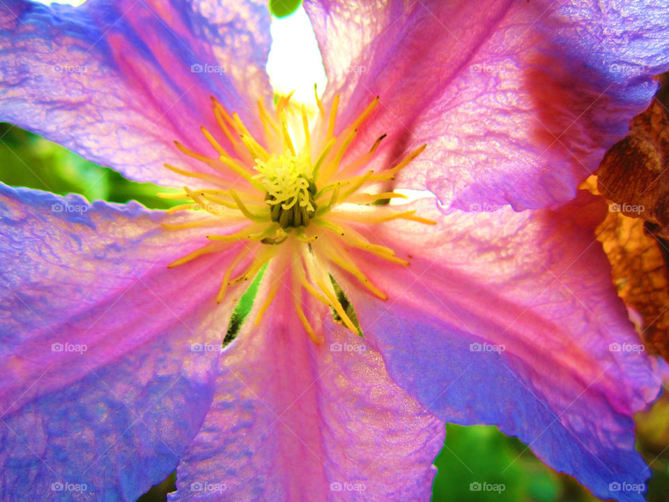 spring garden light yellow by rubeebee