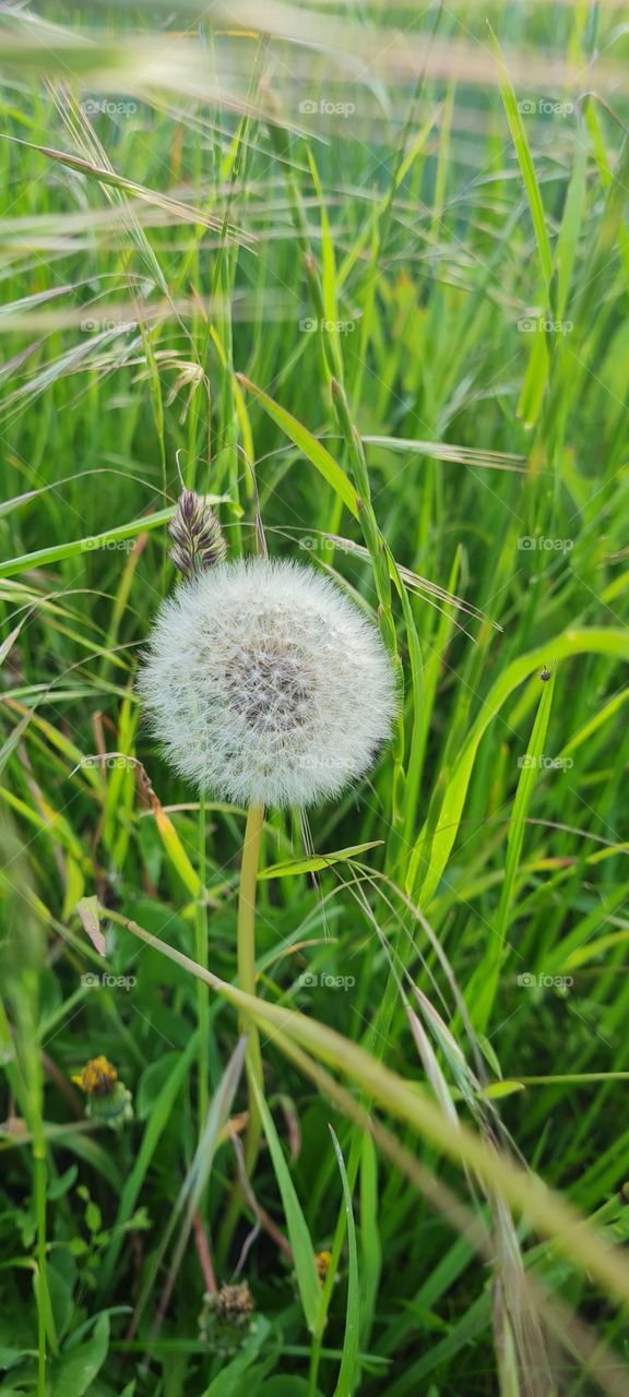 Dandelion