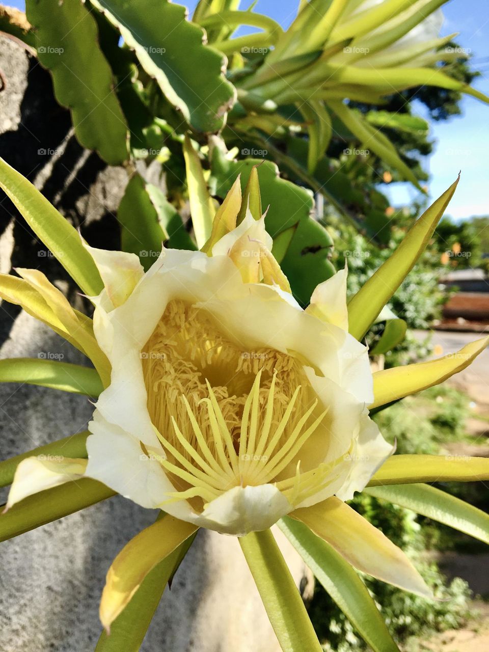 Flor da Pitaya