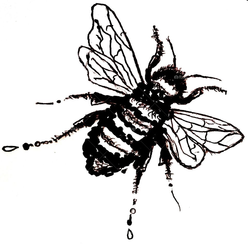 drawn isolated bee on white