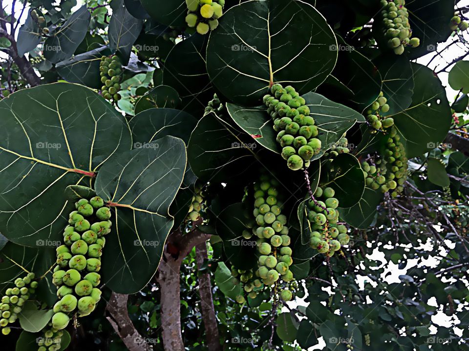 Sea Grapes