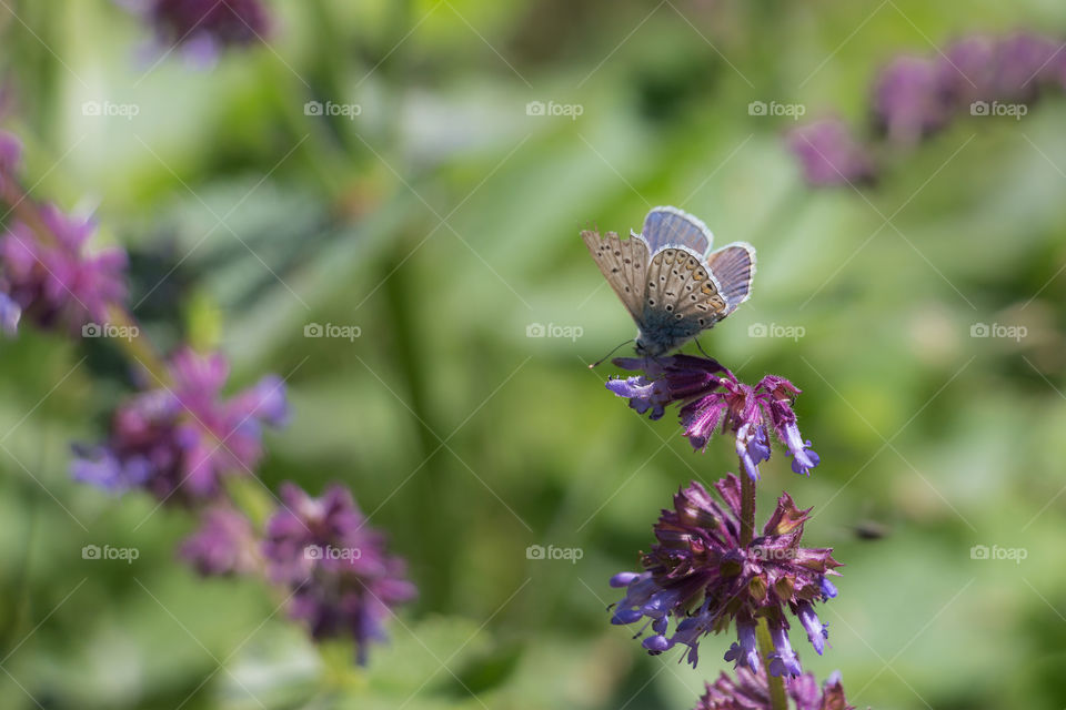 Beautiful blue butterfly on the purple flower 
