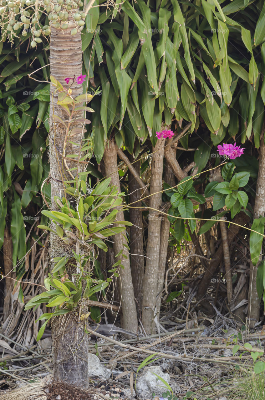 Orchid In Tree