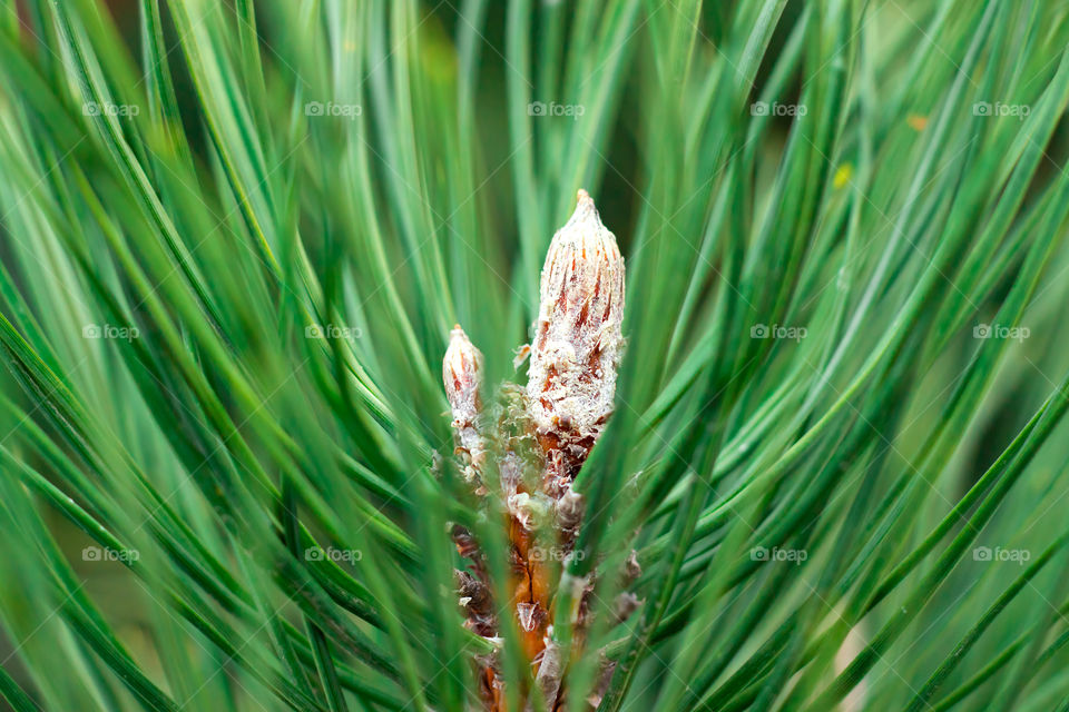 macro shooting pine branches