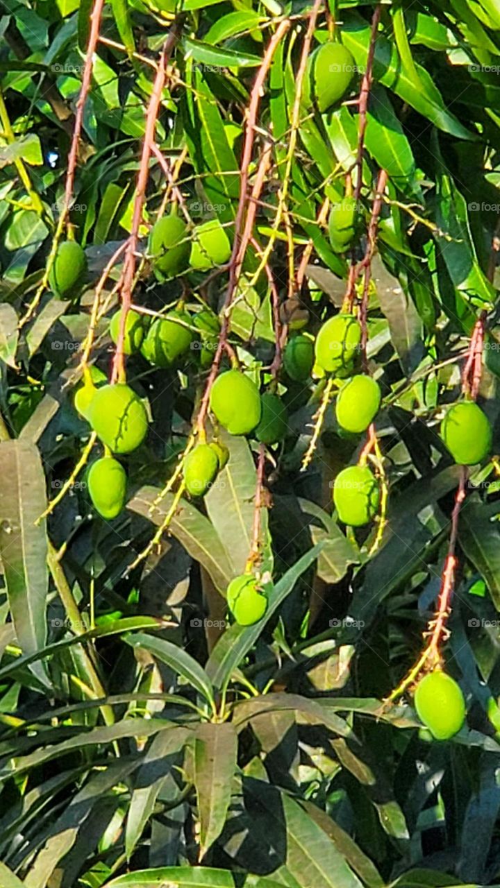 Mangos