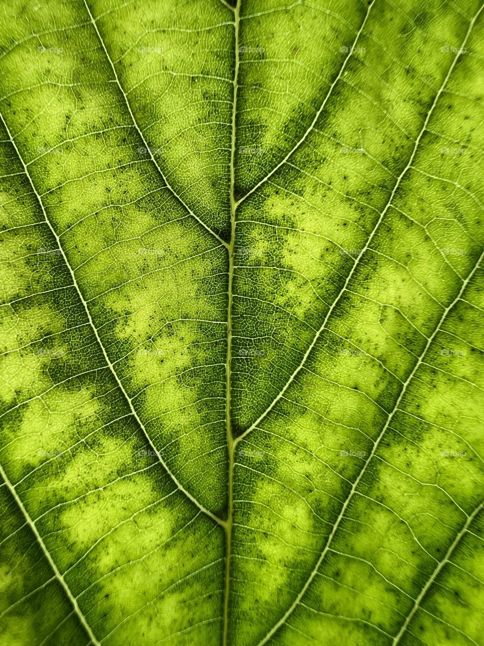 Full frame photo of a green leaf