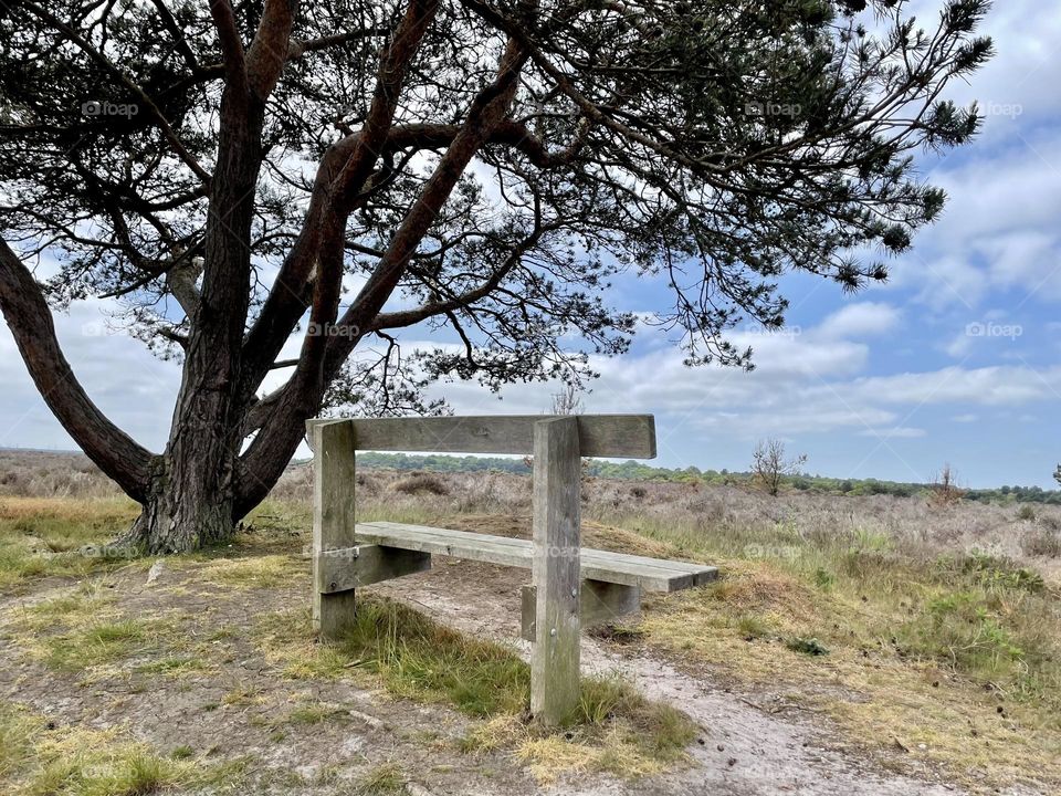 Wooden bench underneath a tree with views of The Heath 