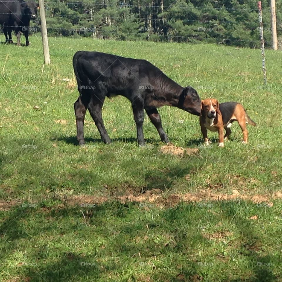 Calf & Beagle