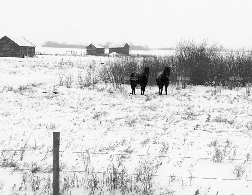 Black horses, white snow 