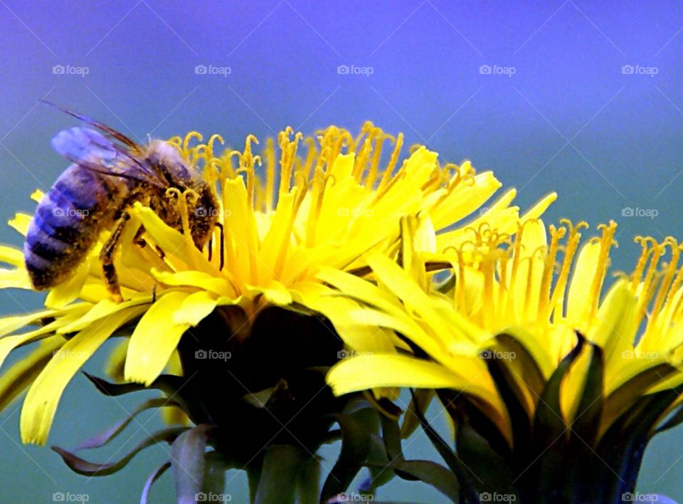 Bee on dandelion