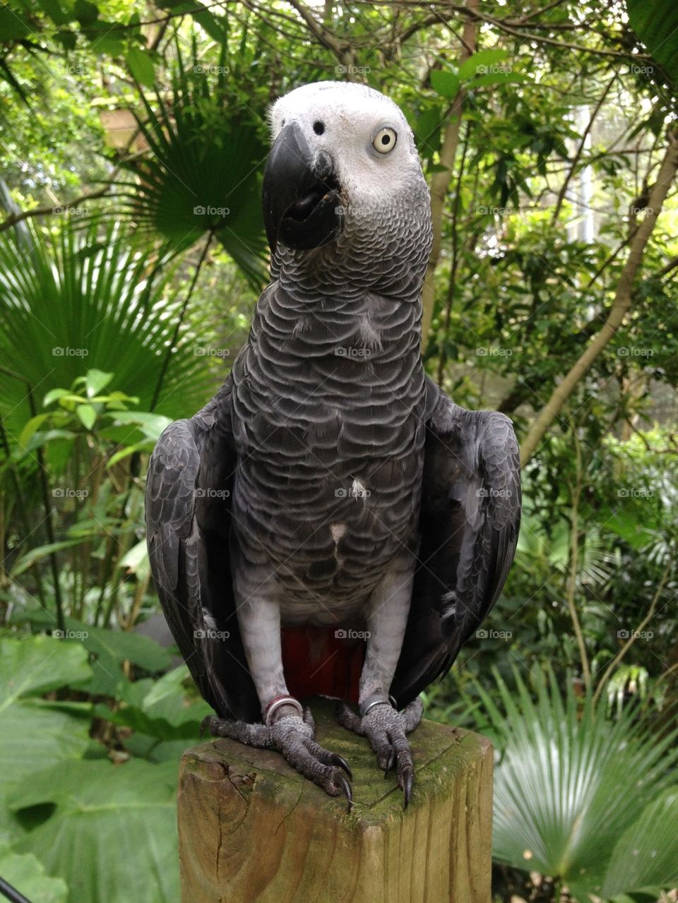 Grey parrot