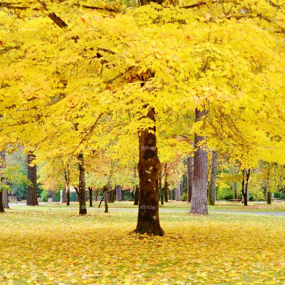 Yellow tree in autumn