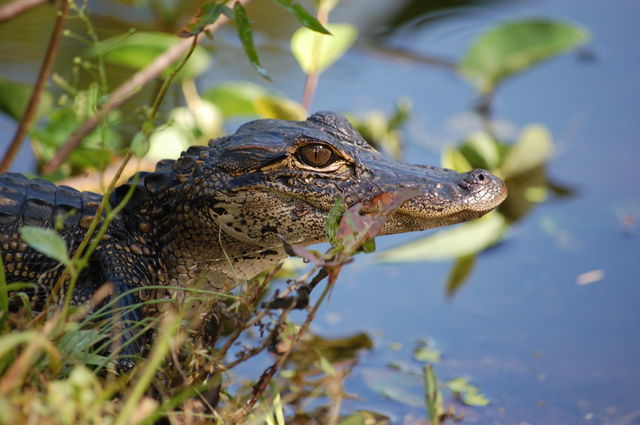 Alligator