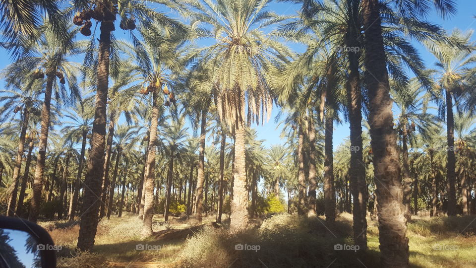 Oasis deglet nour palm trees
