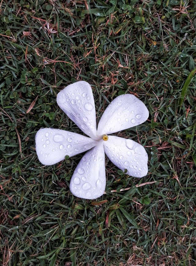 fallen