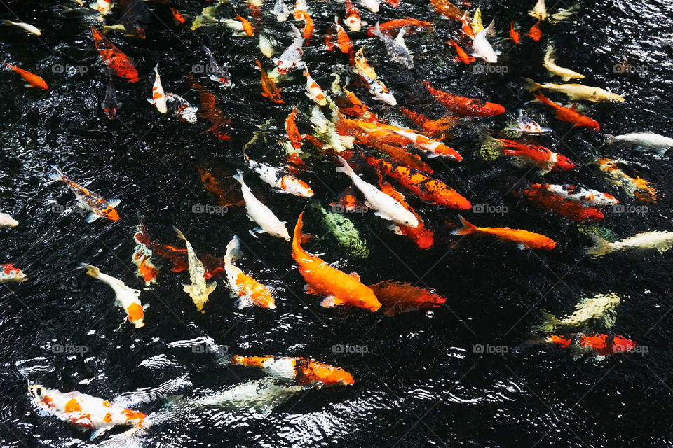 Colourful koi fish in the natural pond.