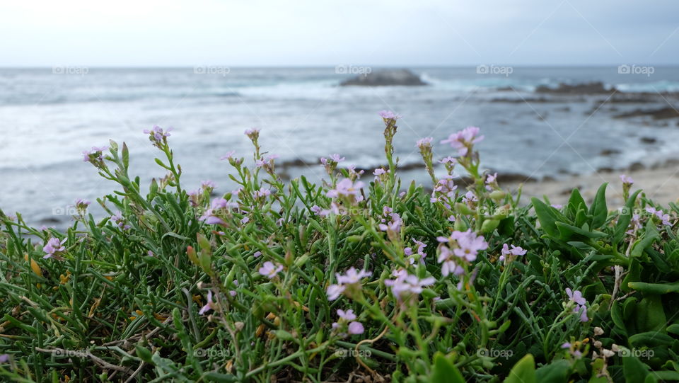 Vegetation with ocean in background on Pacific coast