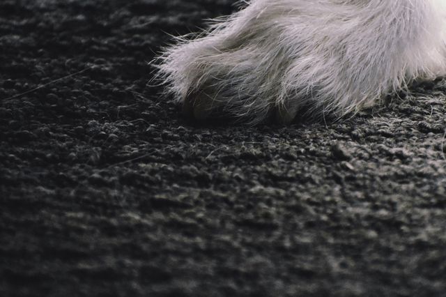 Wire haired terrier dog paw on carpet 