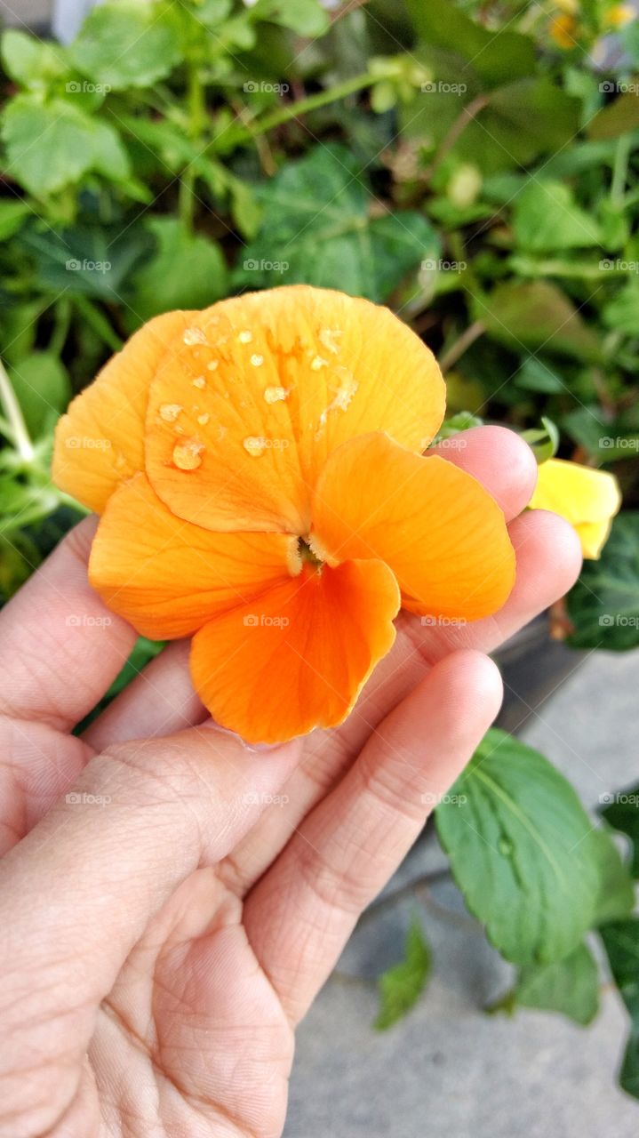 Beautiful Orange Flower