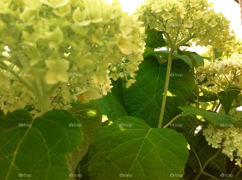 Green Hydrangea 