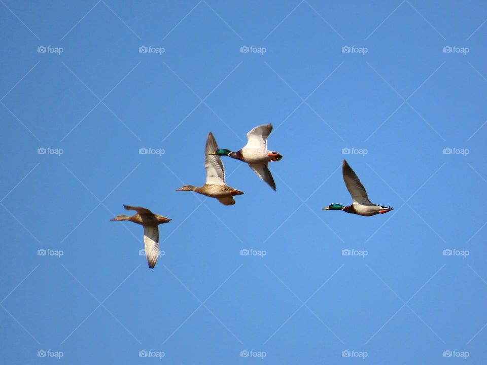 Ducks in flight