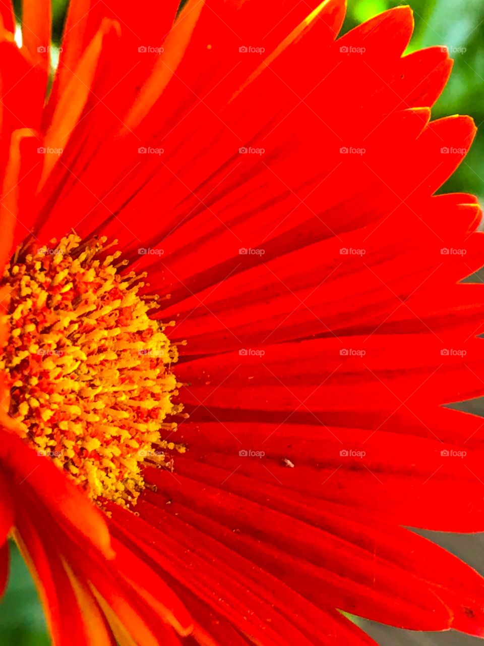 Orange flower
