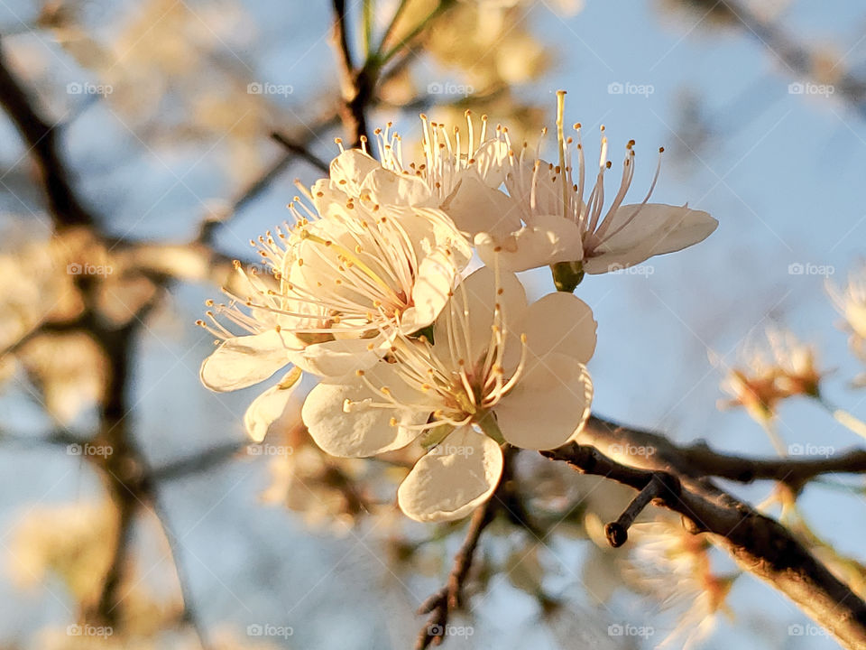 Flowers blooming on trees at the beginning of Spring as afternoon sunset light highlights the flowers beautifully.