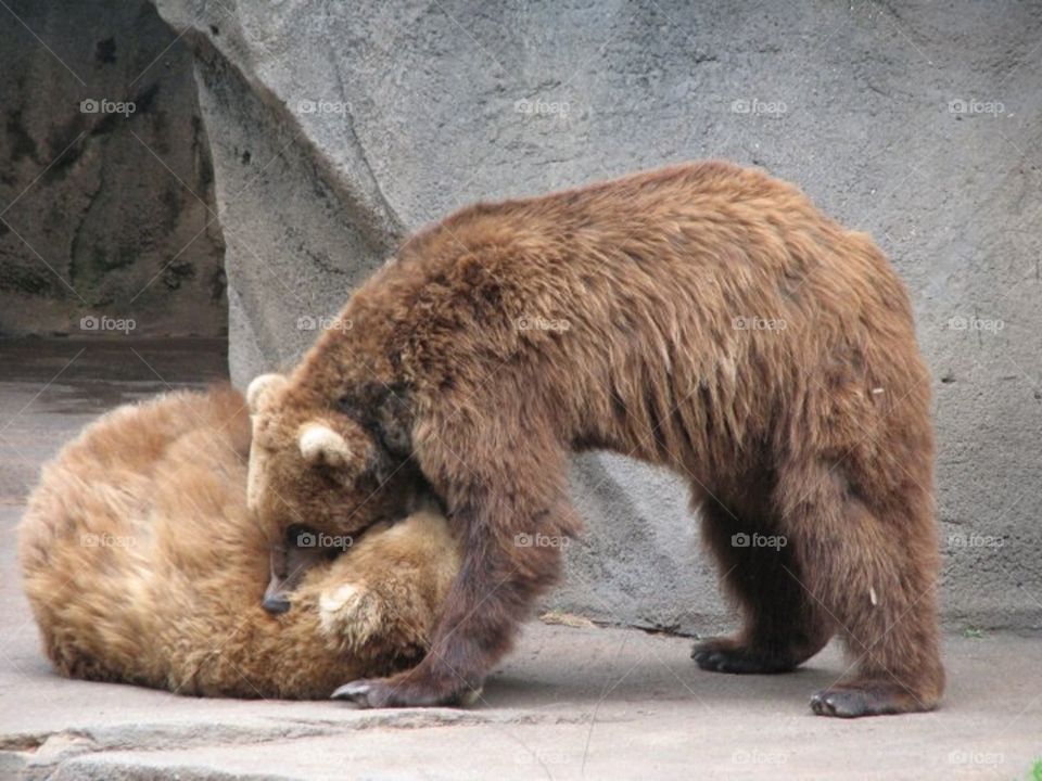 Bear play.