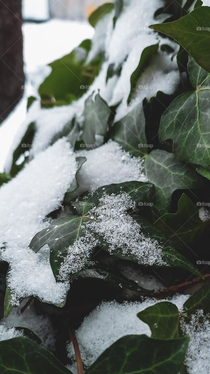 Beautiful ivy under the snow