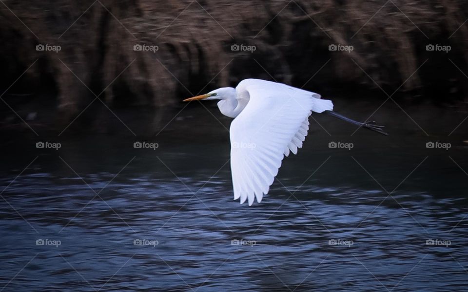 Egret
