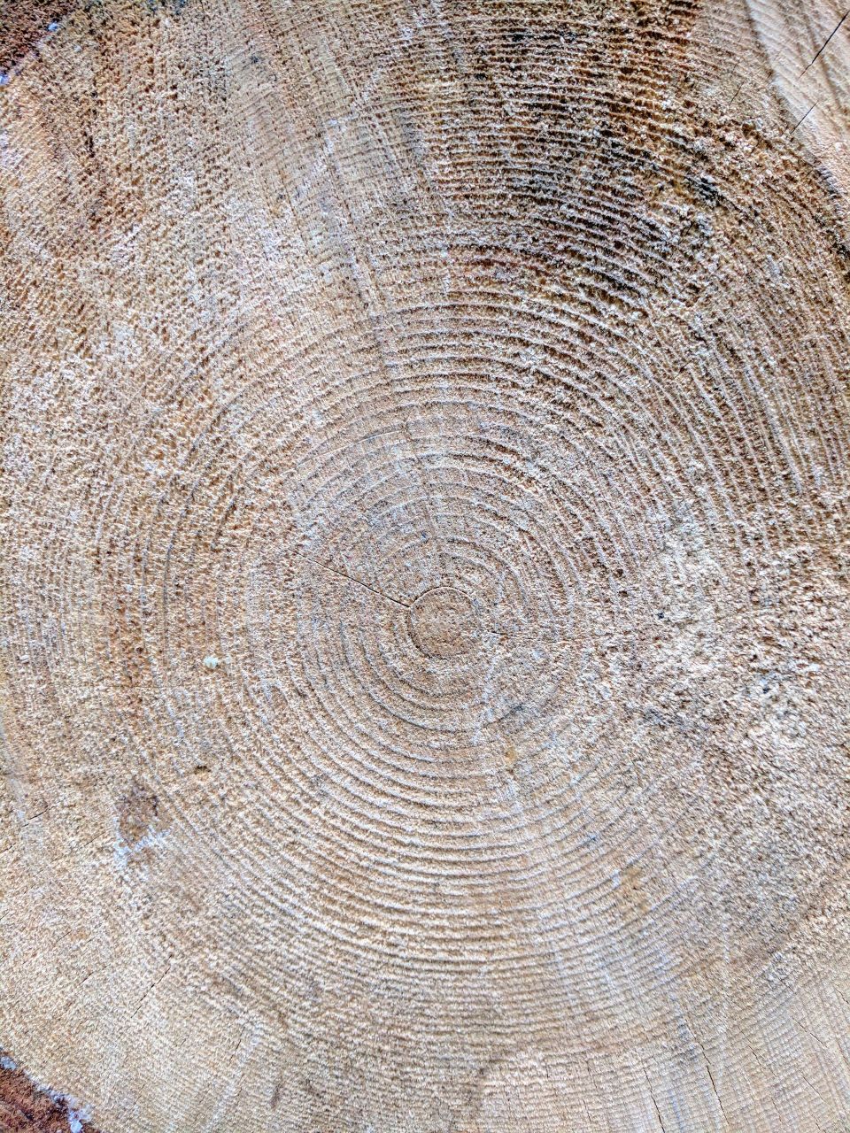 Tree Rings