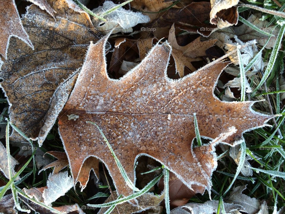 Fall frost