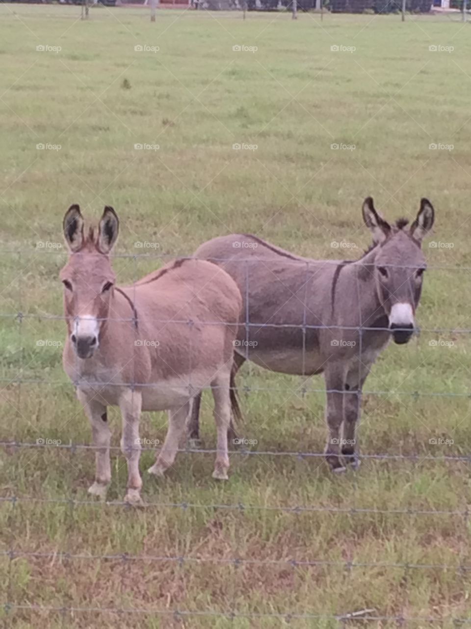 Two sweet donkeys wanting to be included 