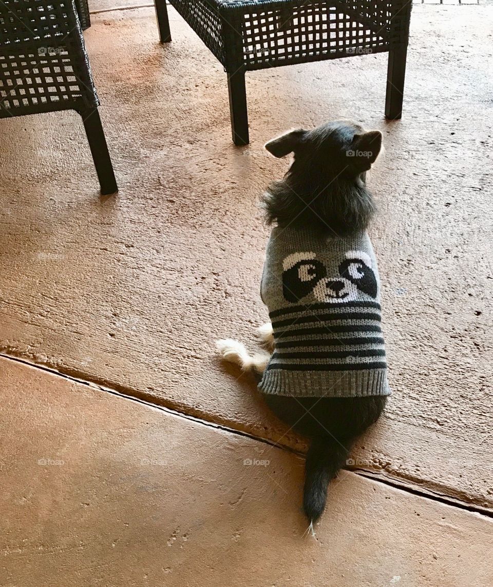 Puppy sweater 