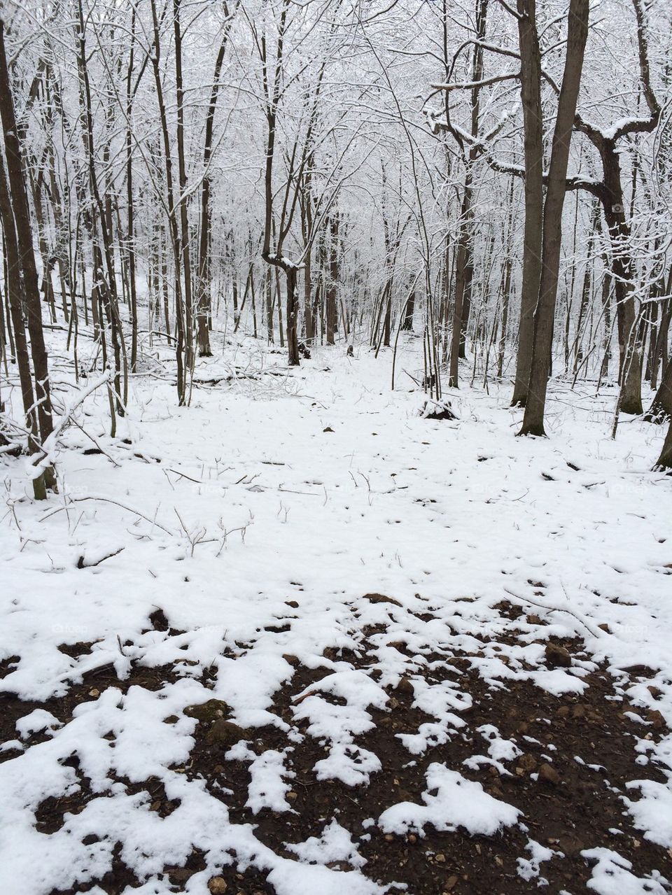 Snow path thru wood