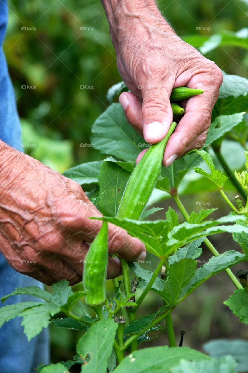 Working Farm Hands