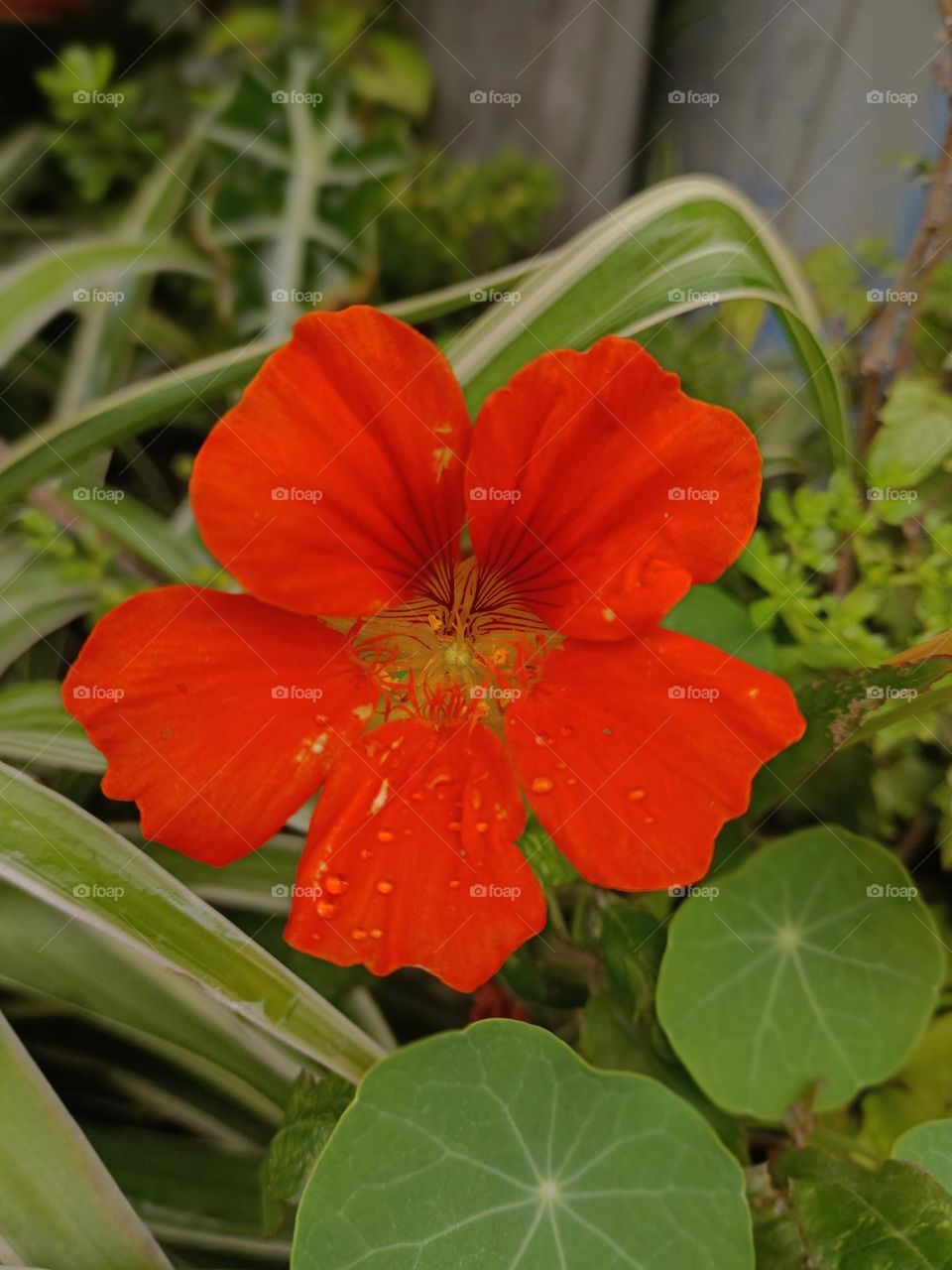 Garden Nasturtium