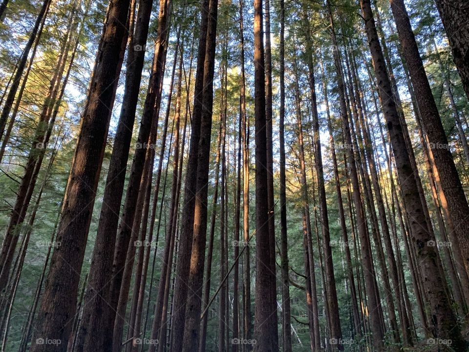 Tall trees in a dense forest and sunshine getting through It