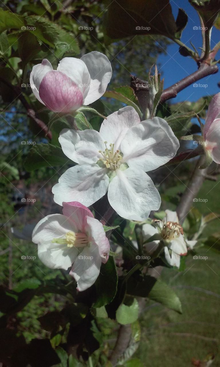 apple blossoms in color