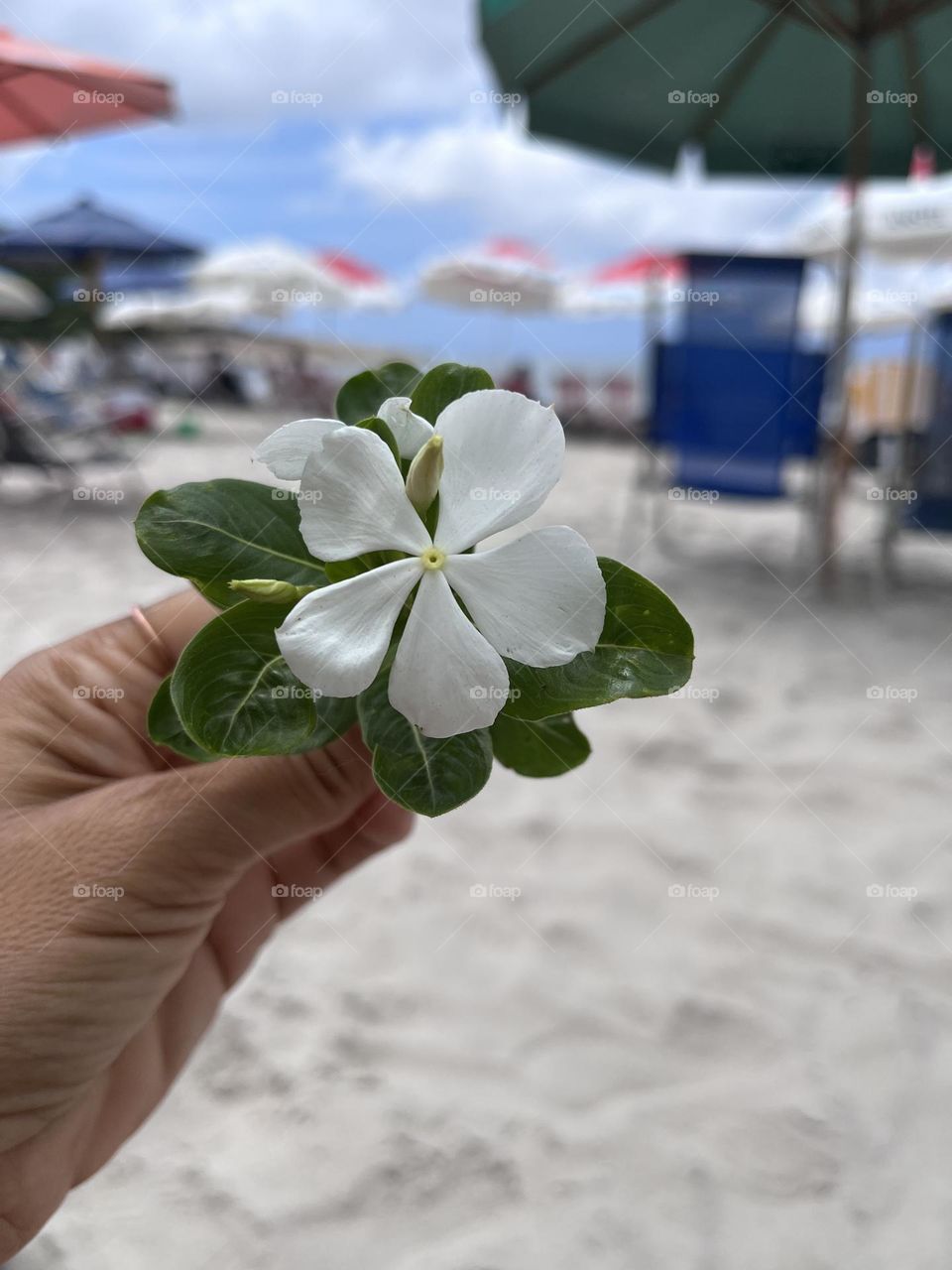 Flowers do caminho