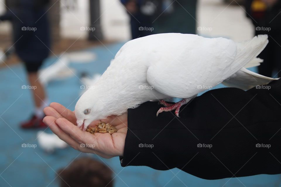 Hand feeding a dove