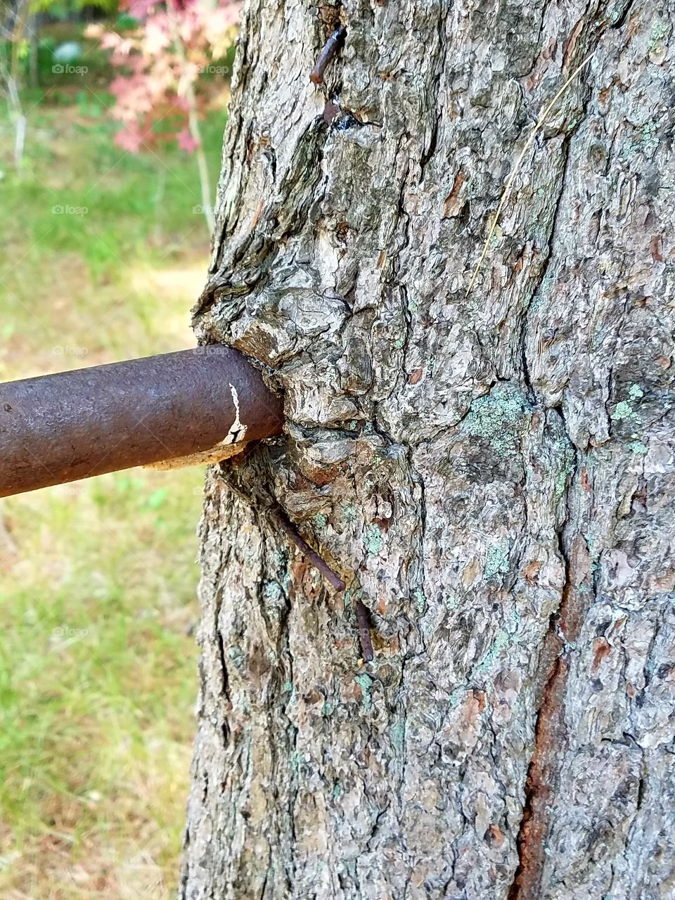 Metal Pipe embedded into Pine Tree Bark, years old.